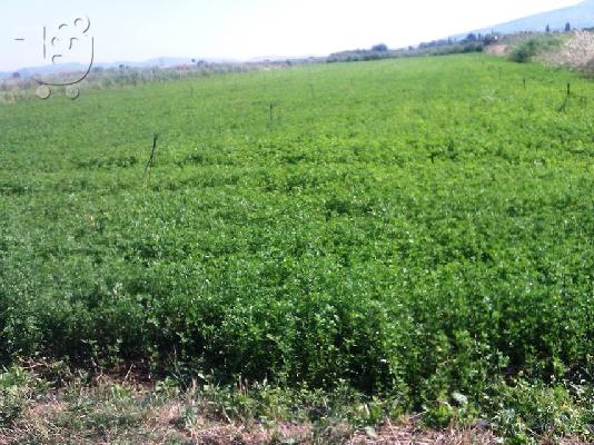Πωλείται αγροτεμάχιο 3729τμ στην περιοχή «’Αγιοι Απόστολοι» Καλλονής...
